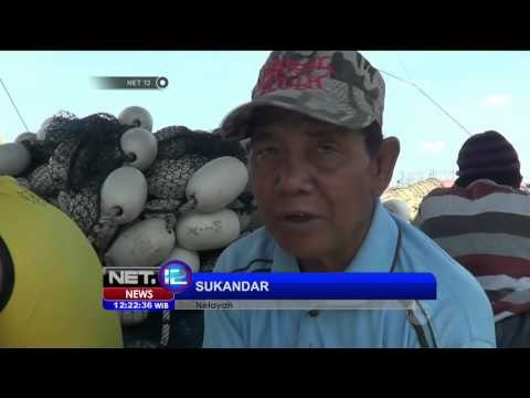 Jumlah Ubur-ubur di Perairan Utara Probolinggo Semakin Bertambah - NET12