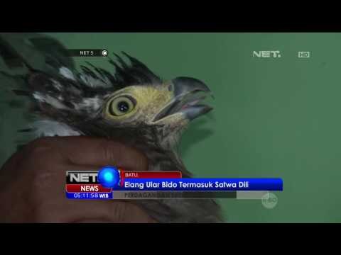 Petugas Gagalkan Perdagangan Online Elang Langka di Malang - NET5