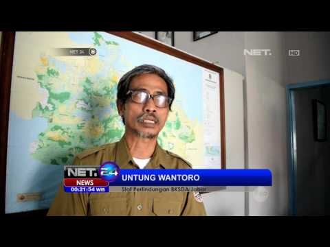 Warga Serahkan 4 Ekor Satwa Dilindungi ke BKSDA - NET24