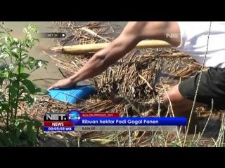 Bengawan Solo Siaga 1 Banjir Besar Menanti - NET24