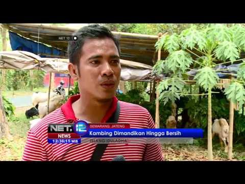 Jasa SPG dan Salon Kambing Tarik Minat Pembeli Hewan Qurban - NET12