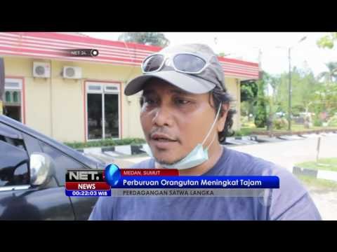 Perdagangan 4 Bayi Orang Utan Berhasil Digagalkan - NET24