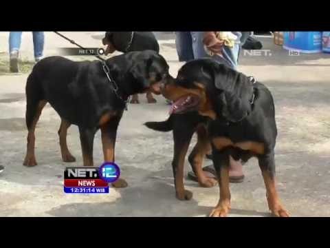 Perangi Wabah Rabies, Pecinta Satwa Berikan Vaksin Gratis - NET12