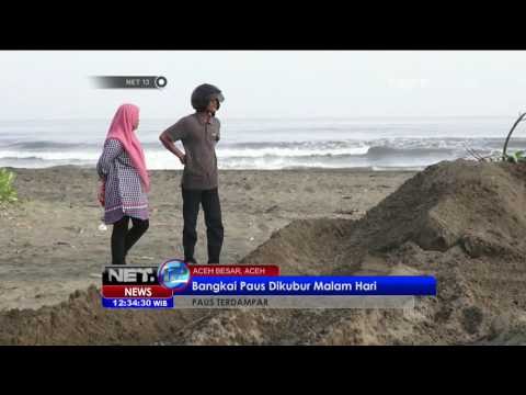 Bangkai Ikan Paus di Aceh Sudah Dikuburkan - NEt12