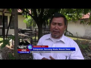 Beruang menjadi Korban Kekerasan Warga di Riau - NET12