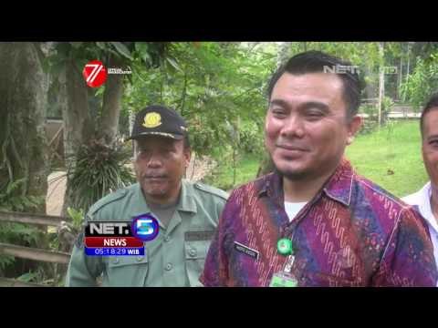 Petugas BKSDA Lepas Liarkan Kukang ke Alam Bebas - NET5