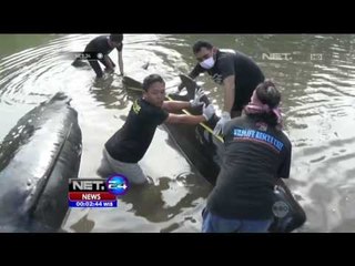 2 Paus Ditemukan Mati di Probolinggo Jawa Timur - NET24