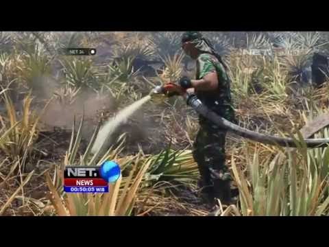 Kebakaran Hutan 123 titik Panas di Riau - NET24