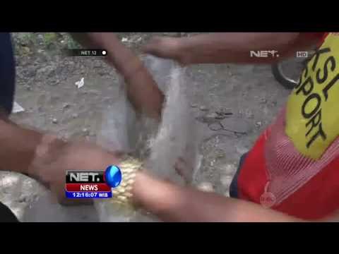 Buru Ular Python Pemangsa Ternak Ayam, Warga Bakar Pohon - NET12