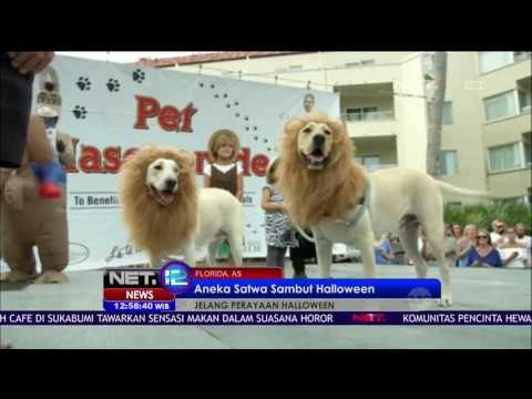 Atraksi Aneka Satwa Sambut Perayaan Hallowen - NET12