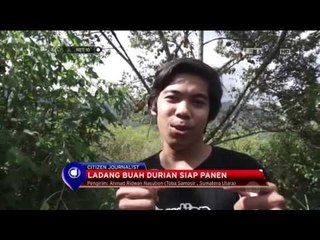 Ladang Buah Durian Siap Panen - NET 10