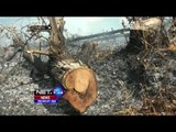 Lima Hektar Lahan Dibakar Pembuka Lahan di Palangkaraya - NET24