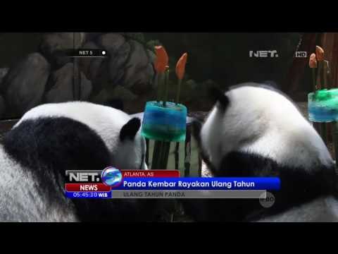 Panda Kembar Rayakan Hari Ulang Tahunnya - NET5