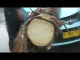 Pohon Tumbang Menimpa Mobil - NEt16
