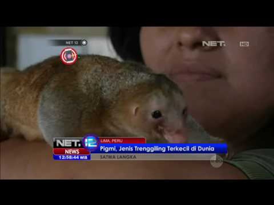 Lahirnya Anggota Baru di Kebung Binatang Peru, 2 Ekor Trenggiling Pigmi - NET12