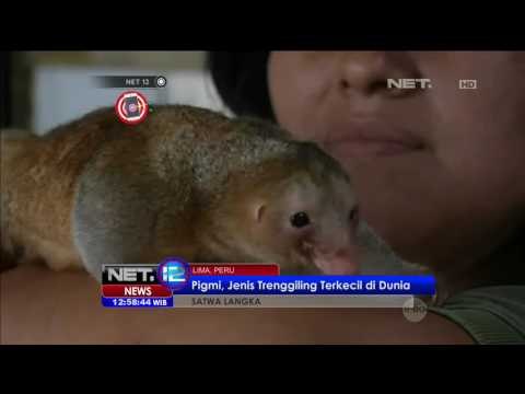 Lahirnya Anggota Baru di Kebung Binatang Peru, 2 Ekor Trenggiling Pigmi - NET12