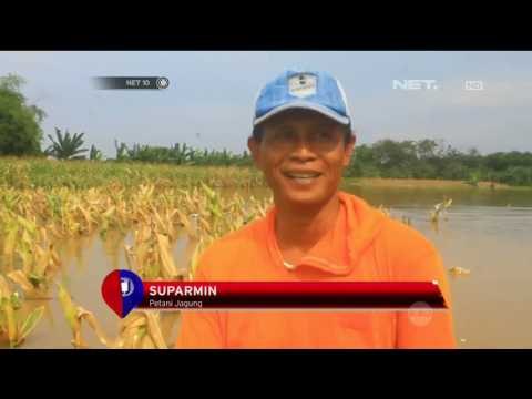1126 Hektar Lahan Terendam Banjir - NET 10