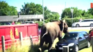 Elephants attack tourists after the Explore Worldwide