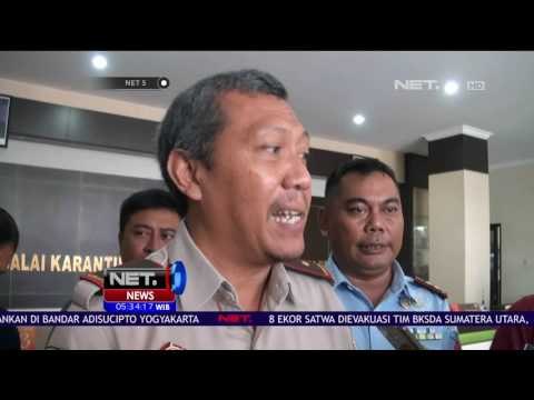 Selundupkan Puluhan Ekor Burung, Warga Hongkong Ditangkap Petugas Bandara - NET5