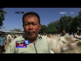 Harga Sapi Kurban di Yogyakarta Anjlok - NET5