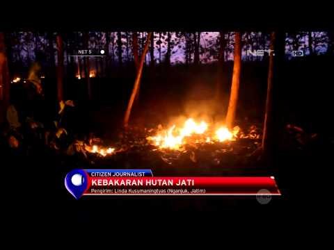 Kebakaran Hutan Jati di Nganjuk - NET5