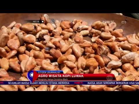 Agro Wisata Kopi Luwak - NET 10