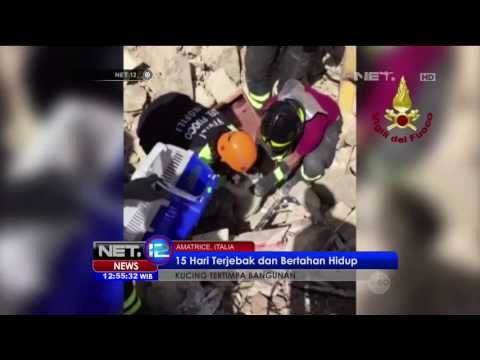 Malangnya Kucing ini Tertimpa Bangunan Selama 15 Hari dan Bertahan Hidup - NET12