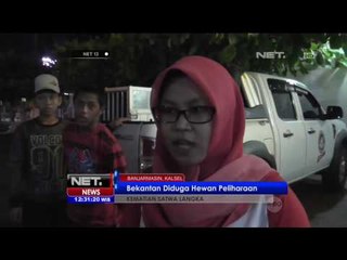 Bekantan Tewas Tersengat Listrik - NET12