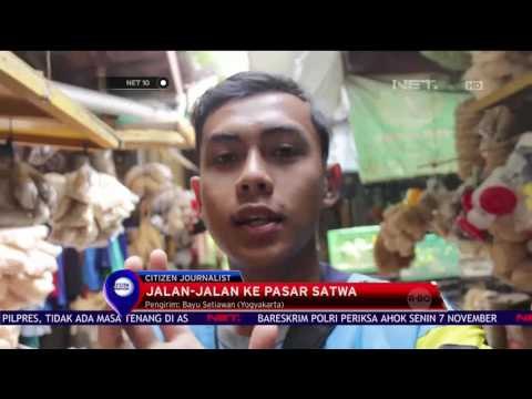 Jalan - jalan ke Pasar Satwa - NET 10