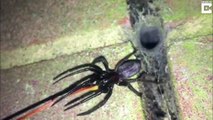 Watch: Pest Controller Discovers Own Home Infested With 100’s Of Venomous Spiders With ‘Glowing Green’ Fangs