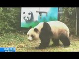 Berhasil Lestarikan Panda, Cina Kembali Lepas 2 Panda Betina Ke Alam Liar - NET5