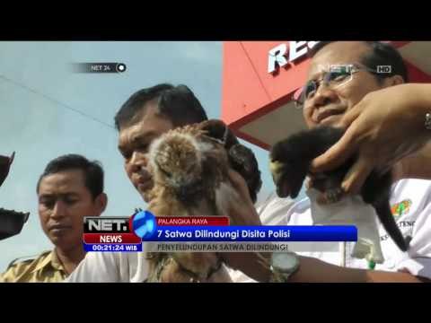Pelaku Jual Satwa Dilindungi Melalui Internet - NET 24