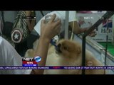 Ratusan Anjing Meriahkan Kontes Anjing di Jimbaran, Bali - NET5