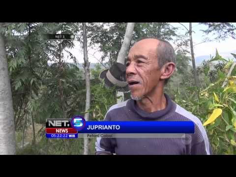 Lahan Kering, Petani Cabai Merugi Dampak Kemarau - NET5