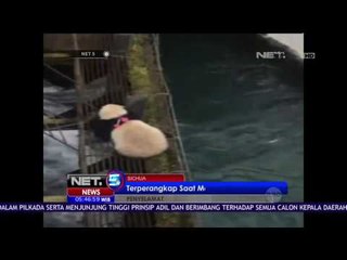 Seekor Panda Terperangkap Saat Menyebrang Sungai - NET 5