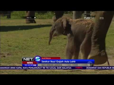 Kelahiran Bayi Satwa Langka di Dunia - NET5