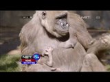 Lahirnya Bayi Gorilla Tambah Koleksi Gorilla di Kebun Binatang San Diego AS - NET24