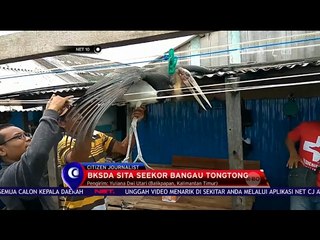 Bangau Tongtong Diserahkan ke BKSDA Balikpapan, Setelah 2 Tahun Merawatnya - NET10