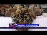 Petugas Ungkap Penyelundupan Kulit  dan Tulang Harimau Sumatera - NET24