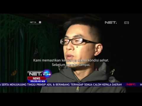 2 Panda Terpopuler di Cina Dipindahkan ke Taman Satwa - NET24