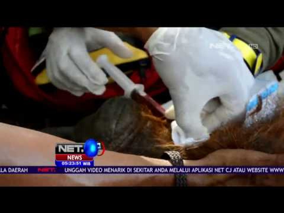 Penyelamatan Orang Utan oleh Tim IAR Indonesia - NET5