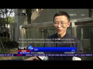 Lucunya Aksi Seekor Panda Ganggu Pengasuhnya - NET24
