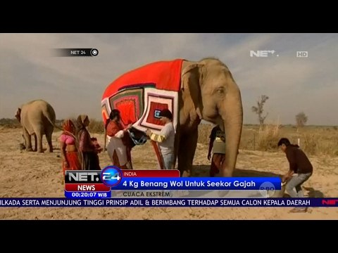 Cuaca Ekstrem, Siapkan Selimut Rajut untuk Gajah - NET24
