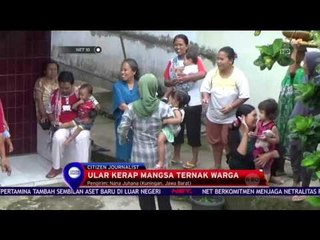 Warga Tangkap Ular Sanca - NET 10