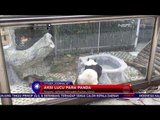 Aksi Lucu Panda World di Fuzhou - NET24