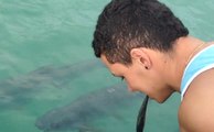 Guy Tries To Feed Tarpon Fish A Sardine With His Mouth, Pelican Has Other Ideas