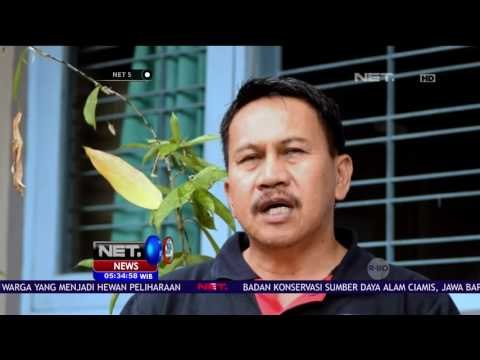 Warga Serahkan 2 Ekor Owa ke BKSDA - NET5