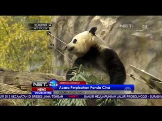 Pesta Perpisahan untuk Panda yang Akan Terbang ke Cina - NET24