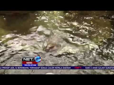 Warga Inggris Berembuk Berikan Nama Bagi Seekor Bayi Kuda Nil Kerdil - NET24