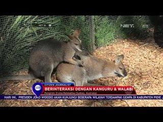 Sejuknya Taman Jepang Sydney - NET 10